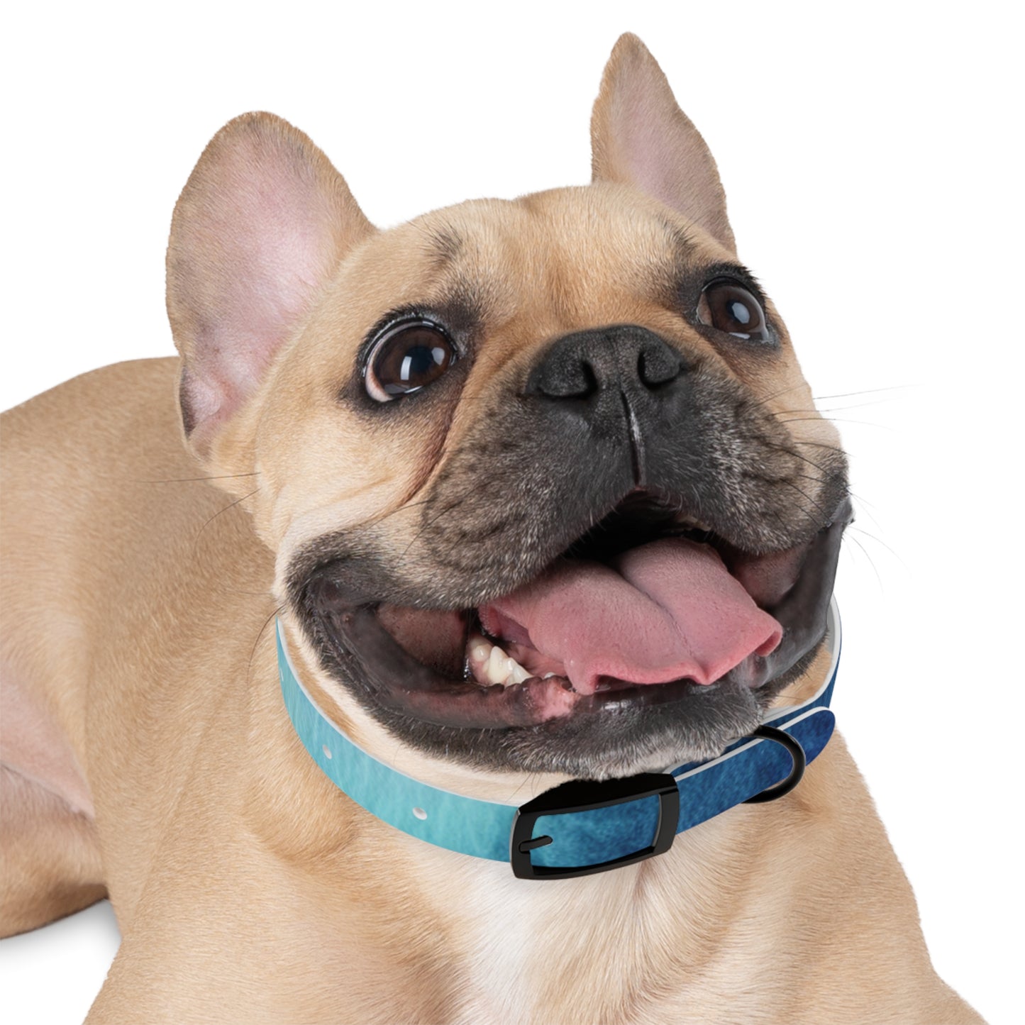 Night Watercolor Dog Collar