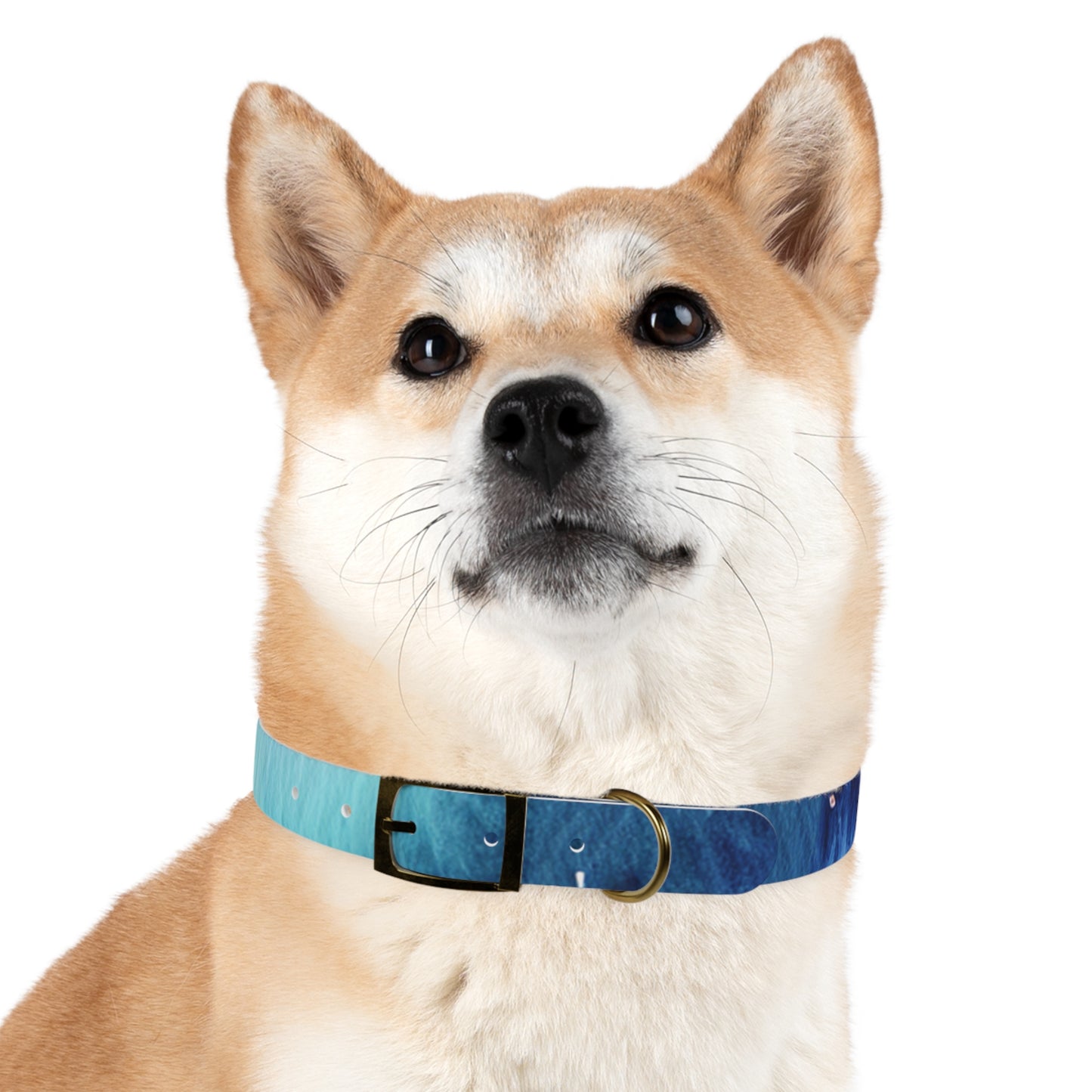 Night Watercolor Dog Collar