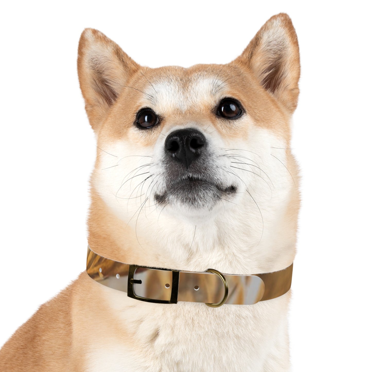 Golden Grass Dog Collar