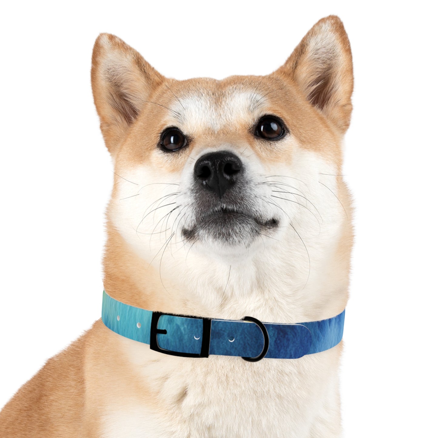 Night Watercolor Dog Collar