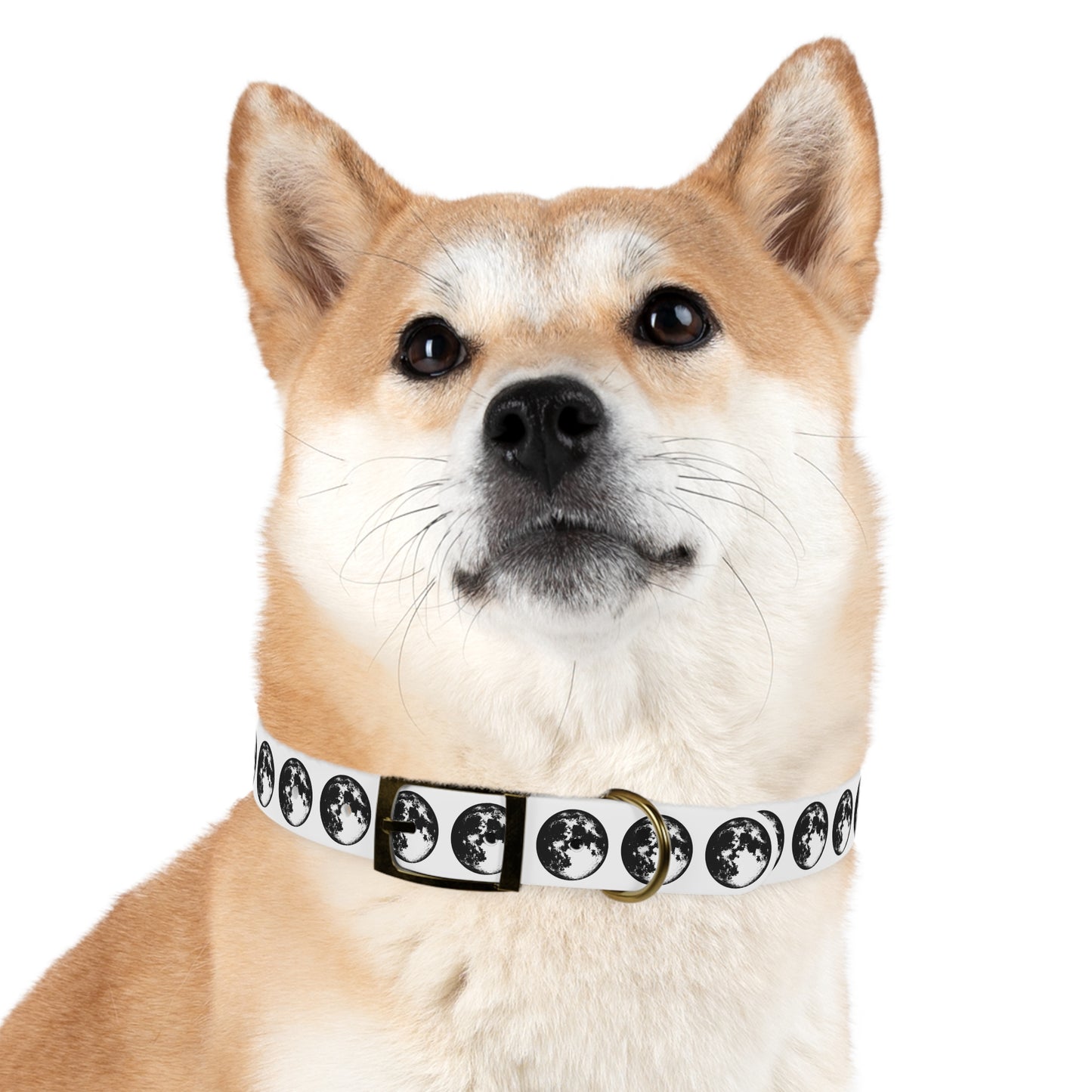 Moon Dog Collar